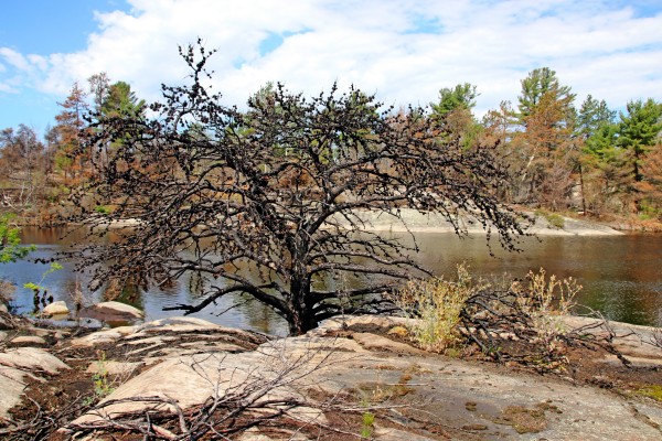 The Pine Tree I by Deb Oppermann